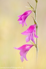 30 Sumpf-Gladiole - Gladiolus palustris